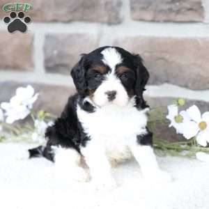 Kit, Cavapoo Puppy